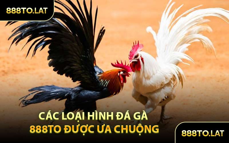 Các Loại Hình Đá Gà 888TO Được Ưa Chuộng