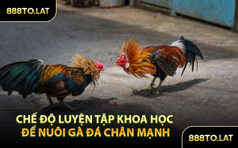 Chế Độ Luyện Tập Khoa Học Để Nuôi Gà Đá Chân Mạnh