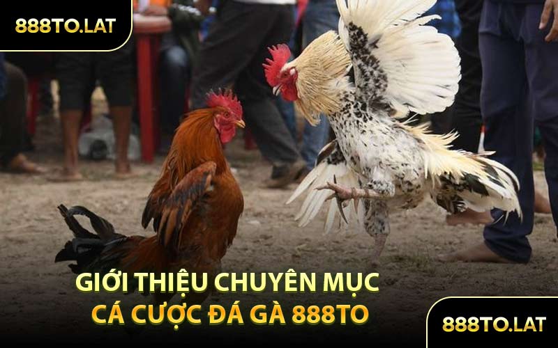 Giới thiệu chuyên mục cá cược đá gà 888TO