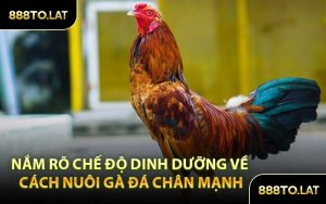 Nắm Rõ Chế Độ Dinh Dưỡng Về Cách Nuôi Gà Đá Chân Mạnh