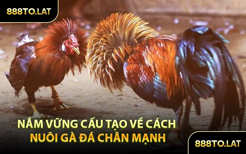 Nắm Vững Cấu Tạo Về Cách Nuôi Gà Đá Chân Mạnh