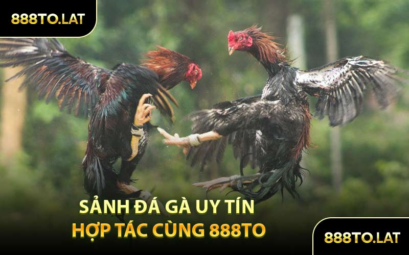 Sảnh Đá Gà Uy Tín Hợp Tác Cùng 888TO